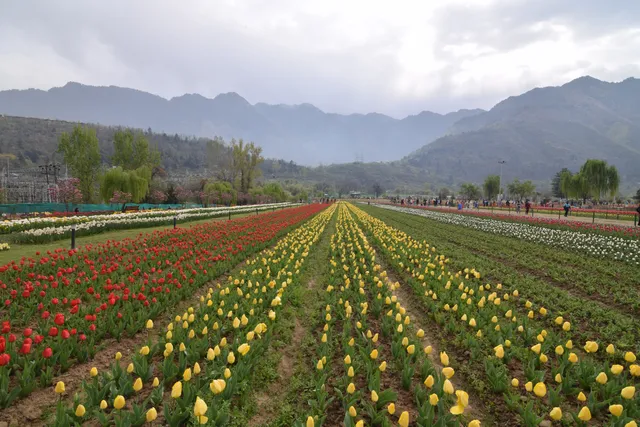 Indira Gandhi Memorial Tulip Garden