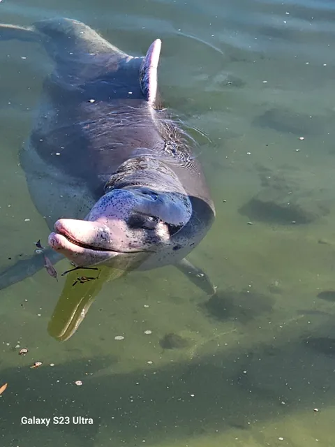 Dolphin Feeding Tin Can Bay