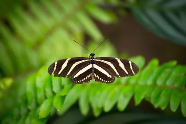 Magic Wings Butterfly Conservatory