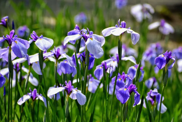 Flower Iris Garden