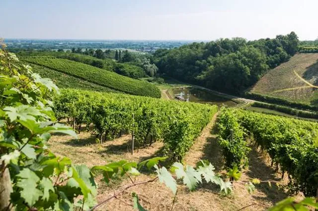 Azienda Agricola Nettare dei Santi di Riccardi Gianenrico