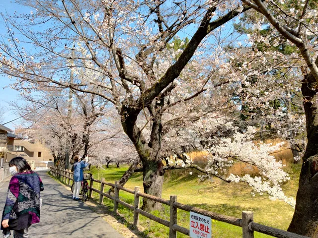 Hachiman-yama-kofun Tumulus, Nationally Designated Historic Site