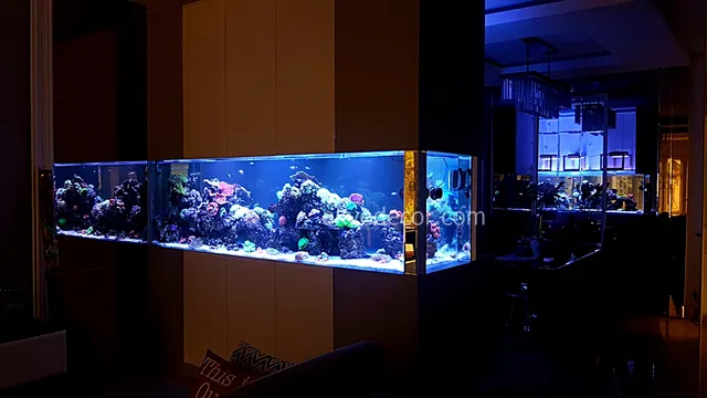 Akvodecor - Pakar Aquascape dan Aquarium Air Laut