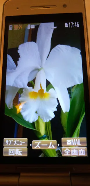 チコ・バンブー