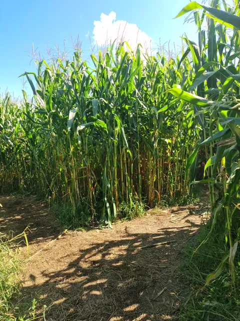 MAISI Apfelbaum- und Maislabyrinth Nitzenweiler