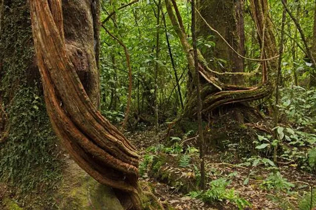 Mangawhero Forest Walk