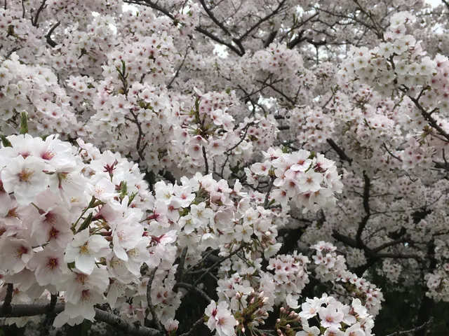 Kanaokahigashidaisan Park