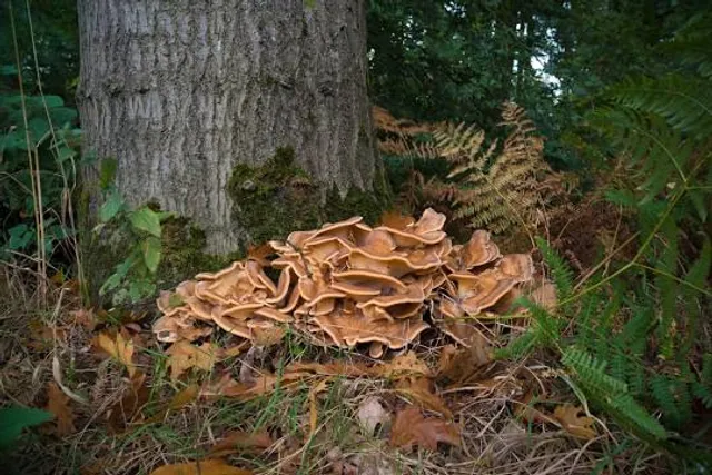 Start of Route 300 steps