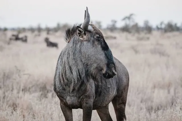 Wild Animal Safari - Springfield/Strafford, Missouri
