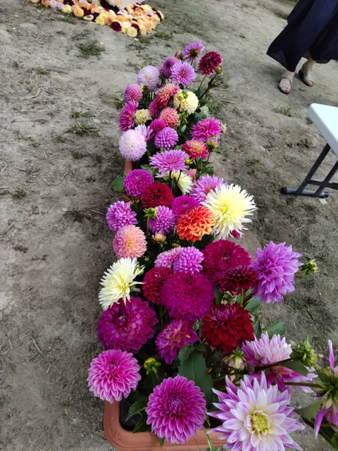 タカラヅカダリアエン