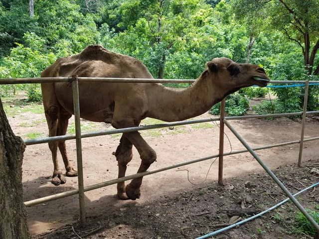 Khao Prathap Chang Wildlife Center