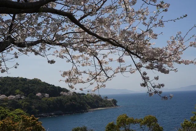 Minamata Cherry Line