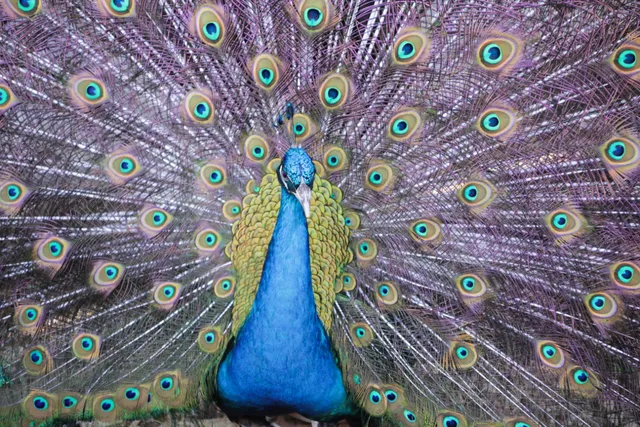 Panbil Nature Reserve