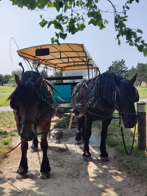 Les Calèches de l'île d'Aix