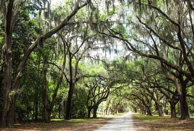 Magnolia Mound: Museum + Historic Site