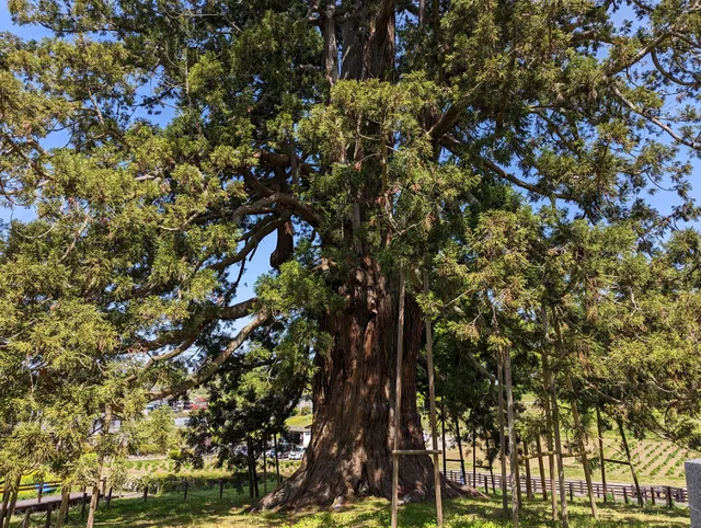 Sugisawa Giant Cedar Tree
