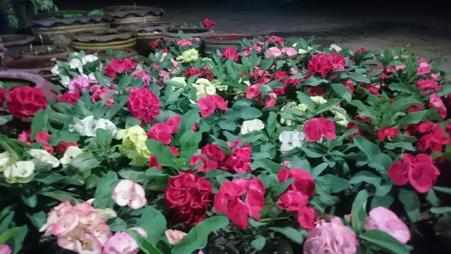 สวนบัวแม่เจริญ แปดริ้ว