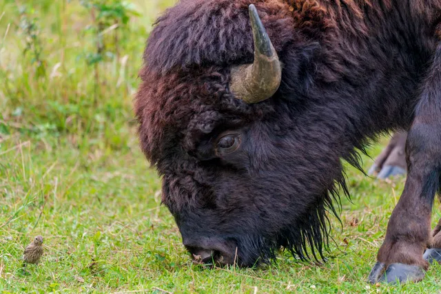 Belwin Conservancy: Bison Observation Platform