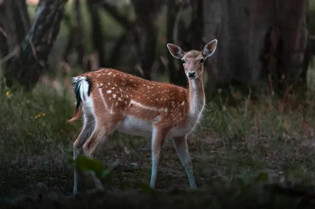 Ingang Oase in Vogelenzang, Amsterdamse Waterleidingduinen