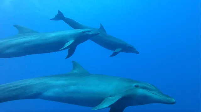 Y AKA Plongée RANGIROA