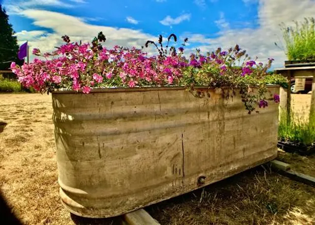 Sequim Lavender Trail