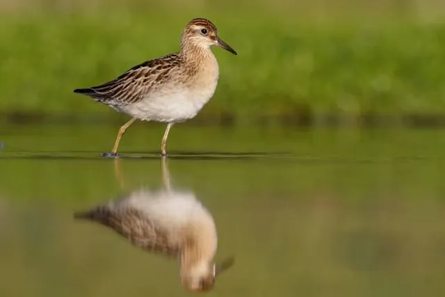 Pearl Harbor National Wildlife Refuge - Waiawa Unit