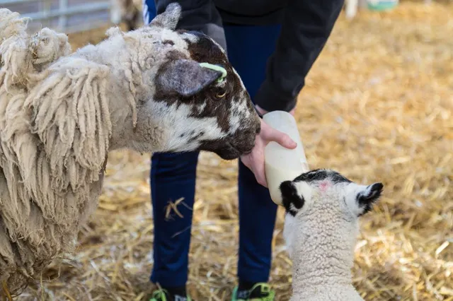 Bellevue Farm Tours and Holiday Cottages