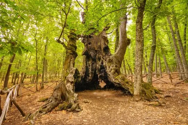 Castañar de El Tiemblo