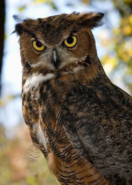 ユフインノフクロウノモリ