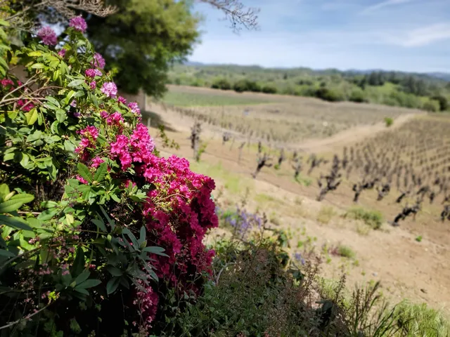 Zichichi Family Vineyard