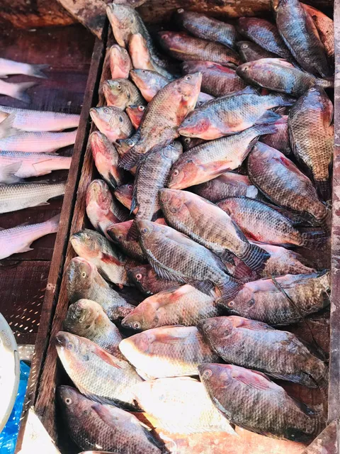 اسماك اولاد الشيخ الطازجه