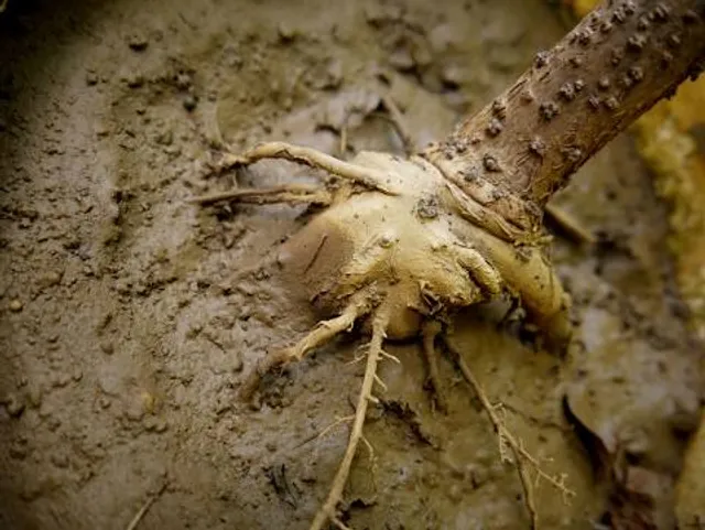 Centrum Kulturowo-Archeologiczne w Nowej Słupi