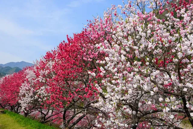 Suzuka forest garden