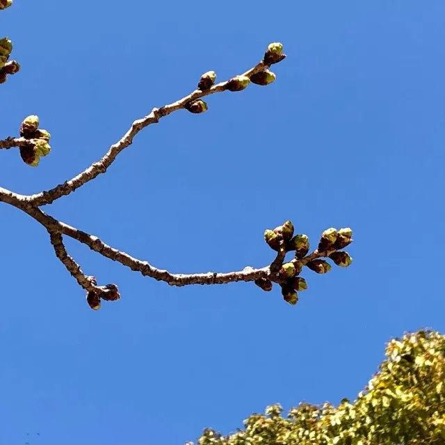 photo-3