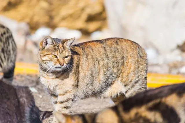 le jardin le Point du Jour