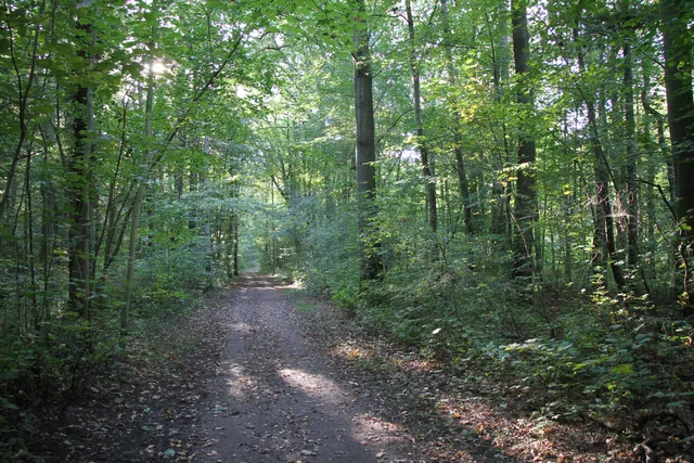 Projensdorfer Gehölz