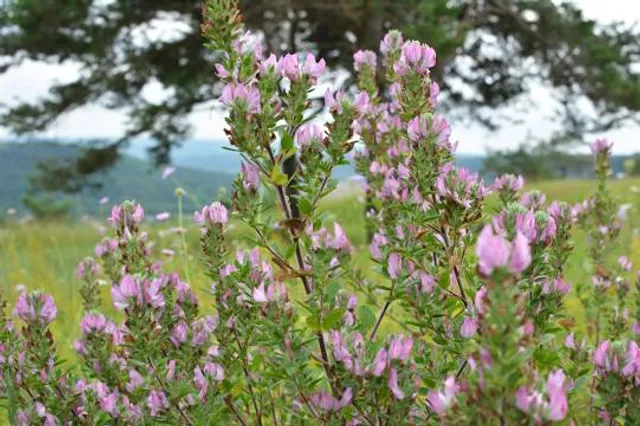 Ardèche mechanical recreation