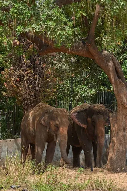 Veermata Jijabai Bhosale Botanical Udyan and Zoo
