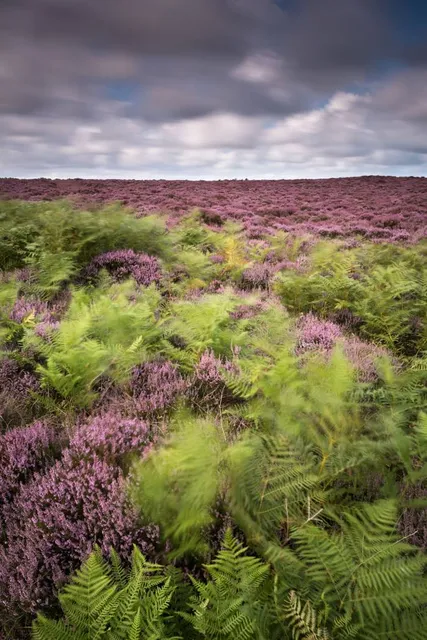 National Trust - Dunwich Heath and Beach