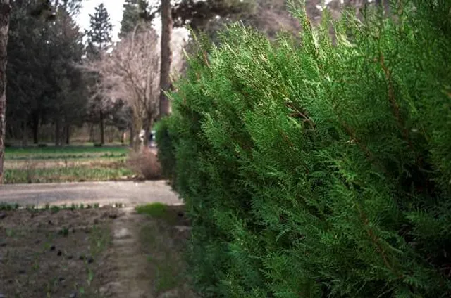 Central Botanical Garden