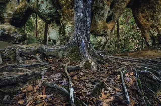 Angel Windows Trailhead - Red River Gorge
