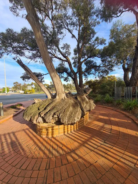 The Big Mallee Root Stump