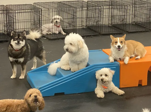 Dogtopia of East Pasadena