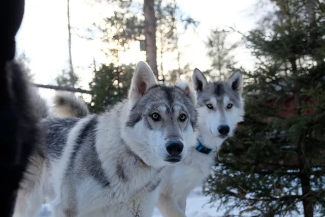 Arctic Wolfland Sanctuary