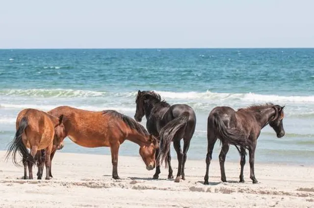 Currituck National Wildlife Refuge