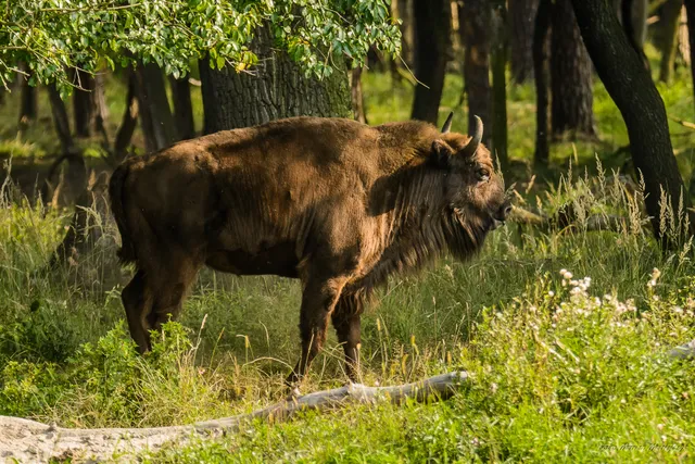 Reserve "Żubrowisko" Jankowice