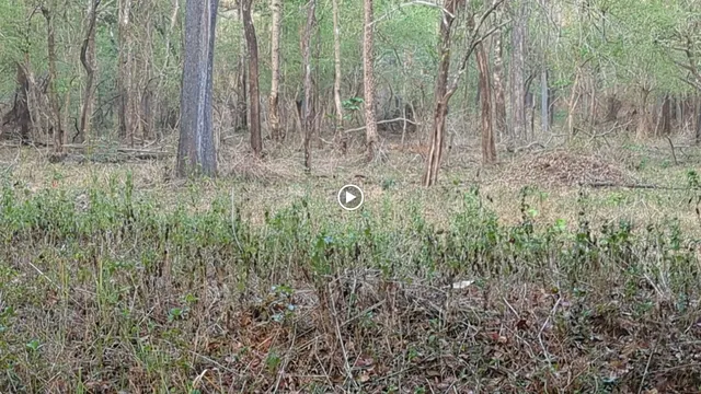 Gol Ghar, River Tern