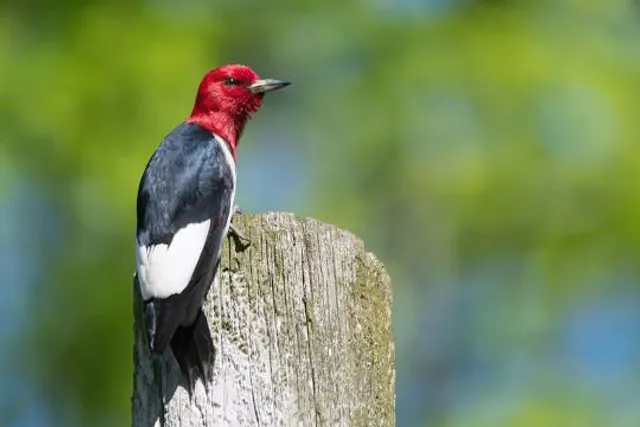John E. Pearce Provincial Park