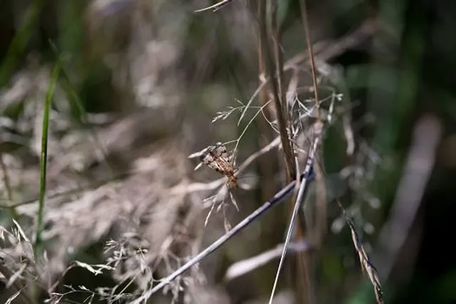 Mass Audubon's Allens Pond Wildlife Sanctuary