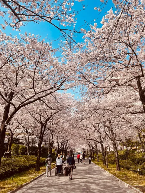 Cherry Trees of Nishinomiya Harbor